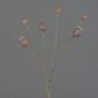 Cápsulas decorativas de amapola ASUMAN, marrón, 70 cm, Ø 2-3 cm
