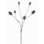 Cápsulas decorativas de amapola ASUMAN, marrón oscuro, 70cm, Ø2-3cm