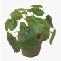 Suculenta artificial «Glückstaler» SYBIL en maceta de terracota, verde, 13 cm