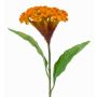 Flor artificial «cresta de gallo» ANUBIS, amarillo-naranja, 60 cm, Ø 14 cm