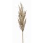 Rama decorativa de hierba de la pampa con espiga BATERNO, color crema, 90 cm