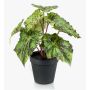 Planta artificial de begonia de hojas MEIRA, verde y negro, 25cm