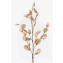 Rama decorativa de lunaria BUELNA, marrón claro, 105cm