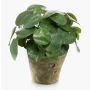Suculenta artificial «Glückstaler» SYBIL en maceta de terracota, verde, 22 cm