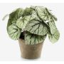 Planta artificial de begonia de hoja MEIRA en maceta de terracota, tupida, verde-gris, 25cm