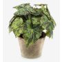 Planta artificial: begonia de hoja MEIRA en maceta de terracota, frondosa, verde-negro, 25cm