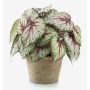 Planta artificial de begonia de hoja MEIRA en maceta de terracota, frondosa, verde-rosa, 25cm