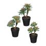 Arreglo decorativo de suculentas DRULKE en maceta decorativa, 3 unidades, verde y rosa, 21-23 cm