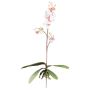 Orquídea Phalaenopsis decorativa MALZA, varilla, raíces, blanco-morado, 55 cm