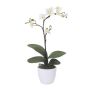 Orquídea Phalaenopsis decorativa MALZA, varilla de sujeción, raíces, color crema, 55 cm