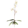 Orquídea Phalaenopsis decorativa MALZA, varilla de sujeción, raíces, color crema, 55cm