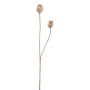 Rama artificial con cápsulas de amapola ORIONLA, marrón claro, 65cm, Ø3,5-4cm