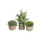 Arreglo artificial LAVADA de boj, hierba ornamental, rusco y maceta decorativa, verde, 12-25 cm