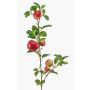 Rama de manzano artificial ZANINA con frutos, rojo y amarillo, 95 cm