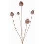 Cápsula de amapola sintética FILOMELA, marrón claro, 75cm, Ø2-3,5cm