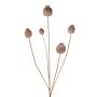 Cápsula de amapola artificial FILOMELA, marrón claro, 75 cm, Ø 2-3,5 cm