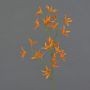 Rama decorativa de Tweedia solanoides PALLAS, naranja, 70 cm, Ø 5 cm