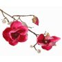 Rama decorativa de magnolia KOSTAS, rosa, 55 cm, Ø 6-8 cm