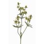 Rama decorativa de cardo noble KALYPSO, verde, 65cm, Ø3-4cm