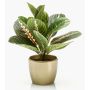 Planta artificial de situla en maceta de cerámica dorada, verde-rojo, 30 cm