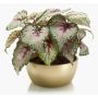 Planta artificial de begonia de hojas KATRICE en cuenco de cerámica dorado, violeta-verde, 25cm