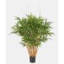 Bambú decorativo AFONSO, troncos naturales, 125 cm
