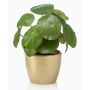 Suculenta artificial «Glückstaler» SYBIL en maceta de cerámica dorada, verde, 20 cm