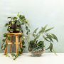 Jungla en un vaso