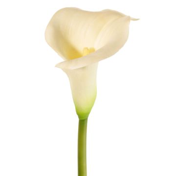 Flor artificial de cala MIRAC, color crema, 75 cm, 12 x 15 cm Flor artificial de cala MIRAC, color crema, 75 cm, 12 x 15 cm