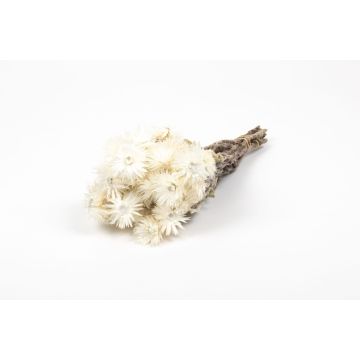 Ramo seco de flores de paja BIBIANA, color crema, 30-40 cm, Ø 15 cm Ramo seco de flores de paja BIBIANA, color crema, 30-40 cm, Ø 15 cm
