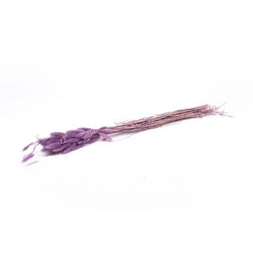 Hierba seca BORKA, manojo de Lagurus, morado, 55-75 cm, Ø 12 cm Hierba seca BORKA, manojo de Lagurus, morado, 55-75 cm, Ø 12 cm