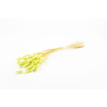 Hierba seca BORKA, manojo de Lagurus, verde claro, 55-75 cm, Ø 12 cm Hierba seca BORKA, manojo de Lagurus, verde claro, 55-75 cm, Ø 12 cm
