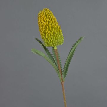 Flor artificial decorativa Banksia robur EREDIN, amarillo-verde, 70 cm, Ø 7 cm Flor artificial decorativa Banksia robur EREDIN, amarillo-verde, 70 cm, Ø 7 cm