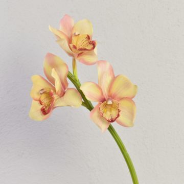 Rama decorativa de orquídea Cymbidium SERAPHINA, amarillo-rosa, 45 cm, Ø 10-13 cm Rama decorativa de orquídea Cymbidium SERAPHINA, amarillo-rosa, 45 cm, Ø 10-13 cm