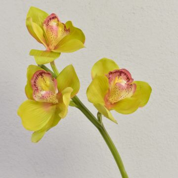 Rama decorativa de orquídea Cymbidium SERAPHINA, verde-rosa, 45 cm, Ø 10-13 cm Rama decorativa de orquídea Cymbidium SERAPHINA, verde-rosa, 45 cm, Ø 10-13 cm