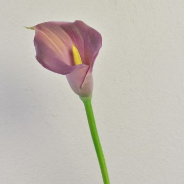 Zantedeschia artificial TALEA, violeta, 65 cm, 9 x 11 cm Zantedeschia artificial TALEA, violeta, 65 cm, 9 x 11 cm