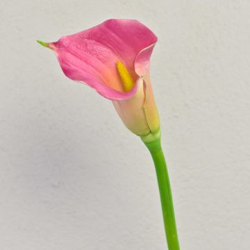 Zantedeschia artificial TALEA, rosa-amarillo, 65 cm, 9 x 11 cm Zantedeschia artificial TALEA, rosa-amarillo, 65 cm, 9 x 11 cm