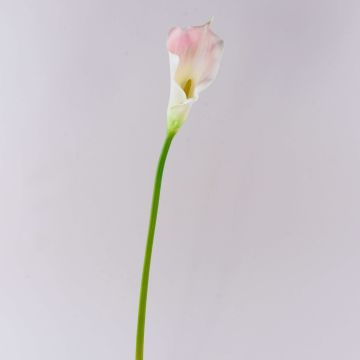 Calla sintética TERESA, blanco-rosa, 70cm, 10x18cm Calla sintética TERESA, blanco-rosa, 70cm, 10x18cm