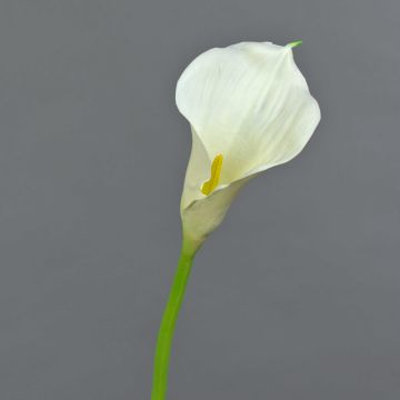 Calla sintética TERESA, crema, 70cm, 10x18cm