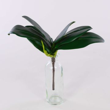 Hojas decorativas de orquídea Phalaenopsis DAPHI, raíces aéreas, 29 x 33 cm Hojas decorativas de orquídea Phalaenopsis DAPHI, raíces aéreas, 29 x 33 cm