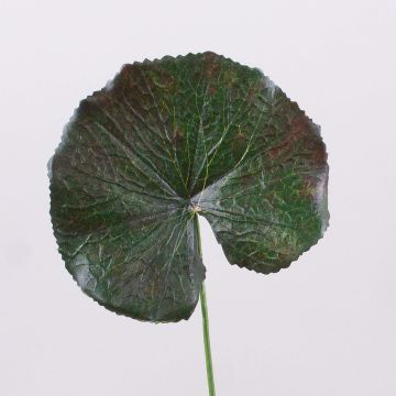 Hoja artificial de geranio HEIDEGARD, verde y rojo, 38cm, Ø11cm Hoja artificial de geranio HEIDEGARD, verde y rojo, 38cm, Ø11cm