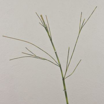 Rama de bambú artificial HARUTO, 95 cm Rama de bambú artificial HARUTO, 95 cm