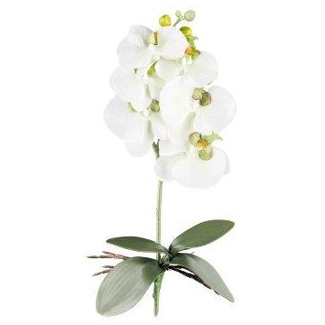 Orquídea Phalaenopsis artificial DRINTOR, varilla de sujeción, raíces, blanco-verde, 40 cm Orquídea Phalaenopsis artificial DRINTOR, varilla de sujeción, raíces, blanco-verde, 40 cm