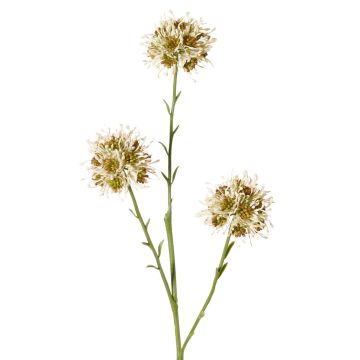 Rama decorativa de allium ZEBU, color crema, 65 cm, Ø 7 cm Rama decorativa de allium ZEBU, color crema, 65 cm, Ø 7 cm