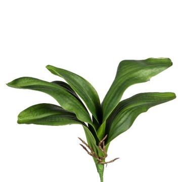 Hojas decorativas de orquídea Phalaenopsis DRANFOL, varilla, raíces aéreas, 35 cm Hojas decorativas de orquídea Phalaenopsis DRANFOL, varilla, raíces aéreas, 35 cm