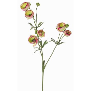 Ranúnculo de terciopelo YARIS, verde-rosa, 65 cm, Ø 3-4,5 cm Ranúnculo de terciopelo YARIS, verde-rosa, 65 cm, Ø 3-4,5 cm