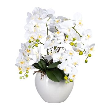 Arreglo floral de orquídea Phalaenopsis WEMBER con mimbre retorcido, maceta de cerámica, raíces, blanco, 55 cm