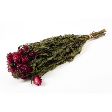 Ramo de flores de paja mediterráneas secas ALMINKA, lila, 50-60 cm, Ø 15 cm Ramo de flores de paja mediterráneas secas ALMINKA, lila, 50-60 cm, Ø 15 cm