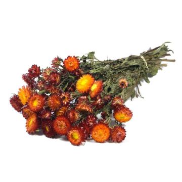 Ramo seco de flores de paja ALMINKA, rojo-naranja, 50-60 cm, Ø 15 cm Ramo seco de flores de paja ALMINKA, rojo-naranja, 50-60 cm, Ø 15 cm