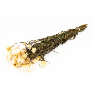 Ramo seco de flores de paja ALMINKA, blanco-crema, 50-60 cm, Ø 15 cm Ramo seco de flores de paja ALMINKA, blanco-crema, 50-60 cm, Ø 15 cm